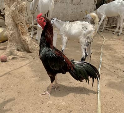 Good Quality Aseel For Sale