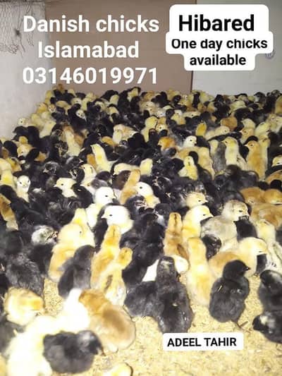 golden misri one day chicks available