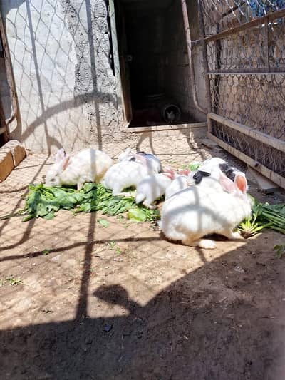 Rabbit or children