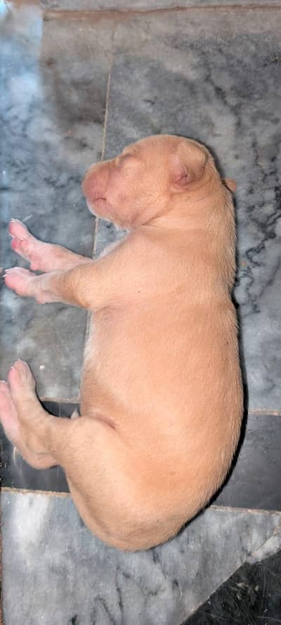 Bull Gultaria