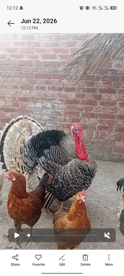 turki bird pair