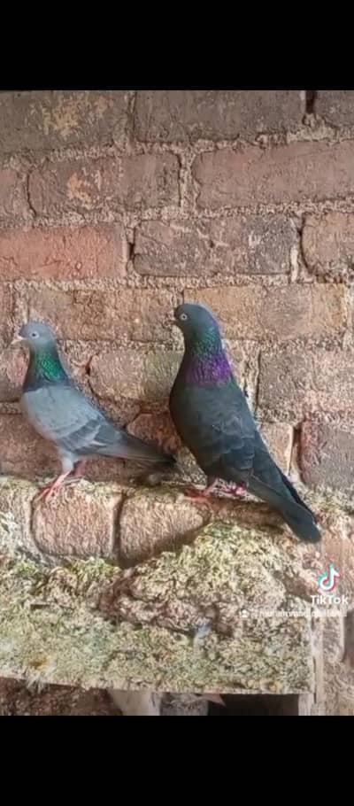 black pair