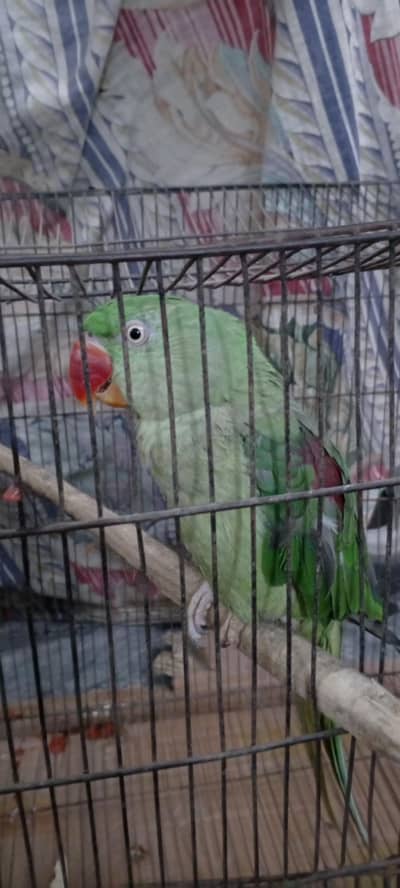 Healthy and active  Raw parrot female