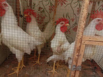 4 Cocks for sale