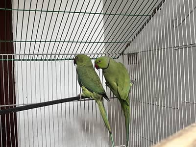 Green ring neck breeder pair