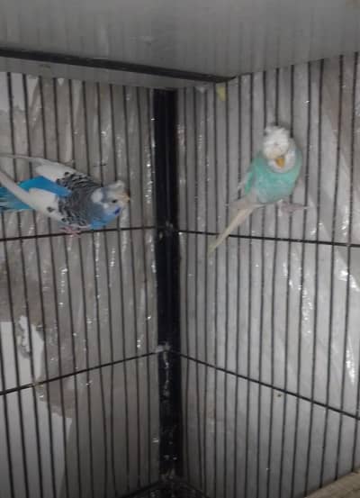 baredr pair for sall price full and final ha