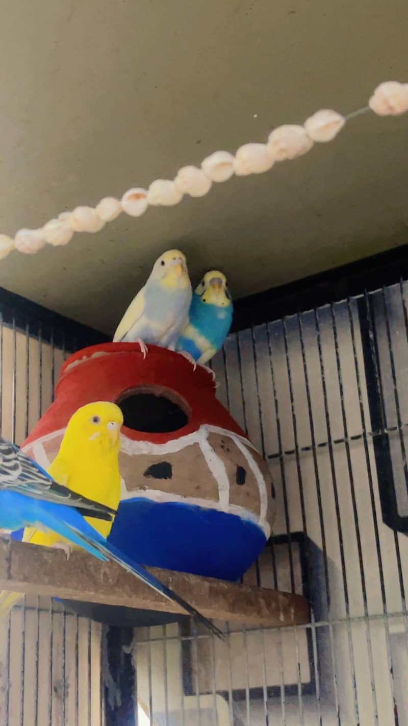 pet cage 3