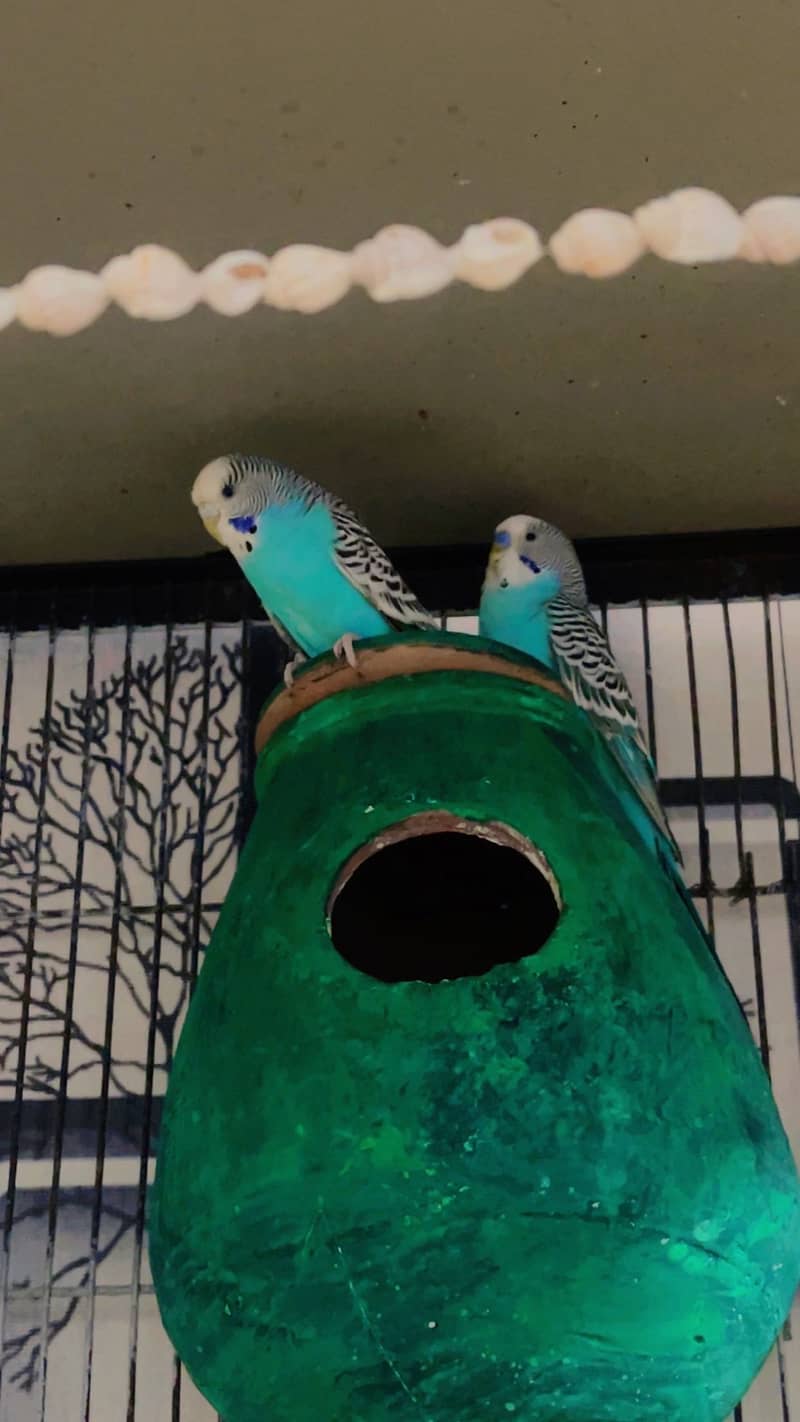 pet cage 4