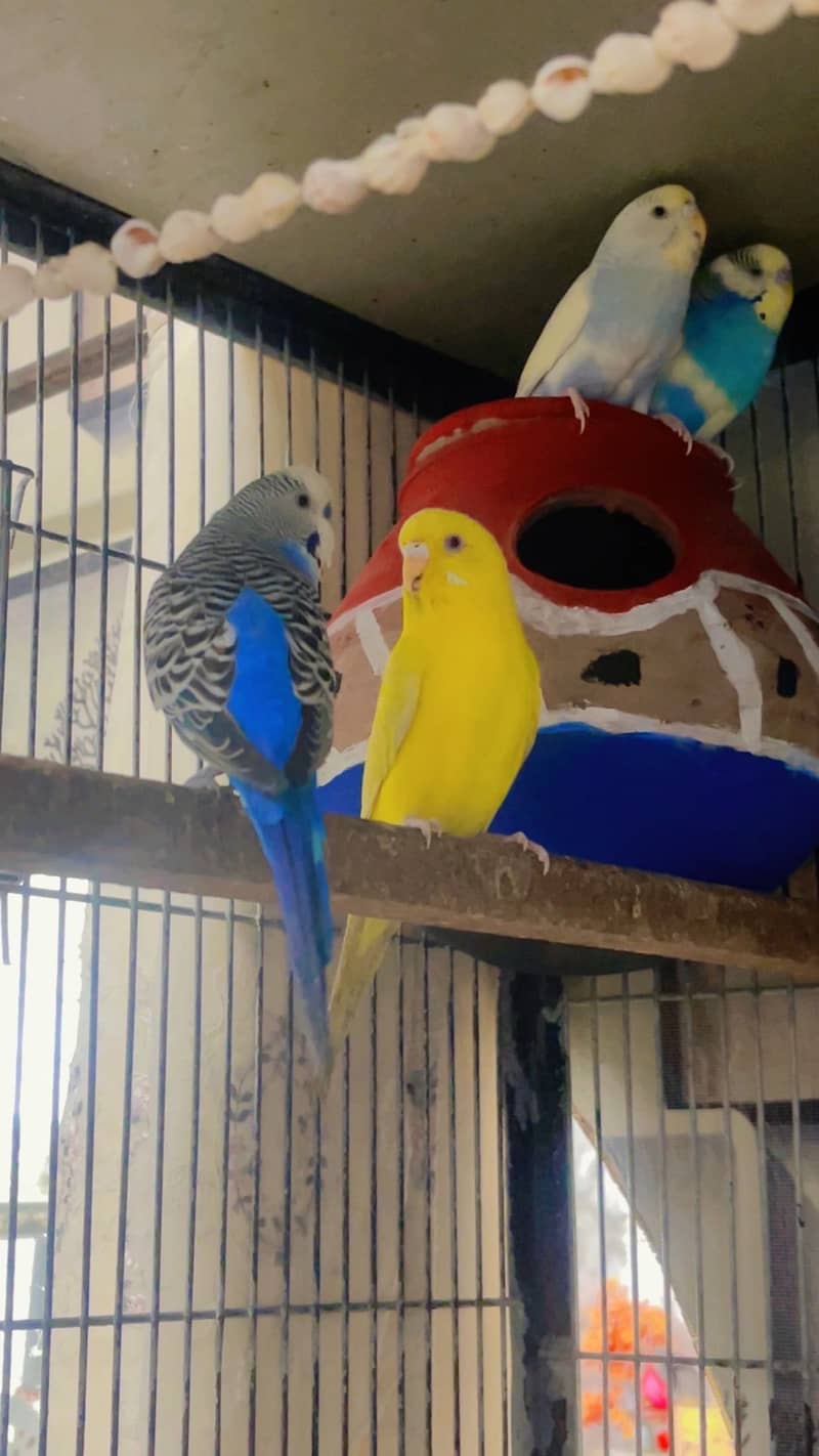 pet cage 5