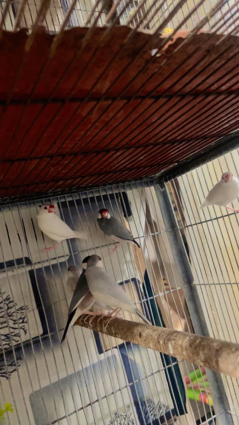 pet cage 6