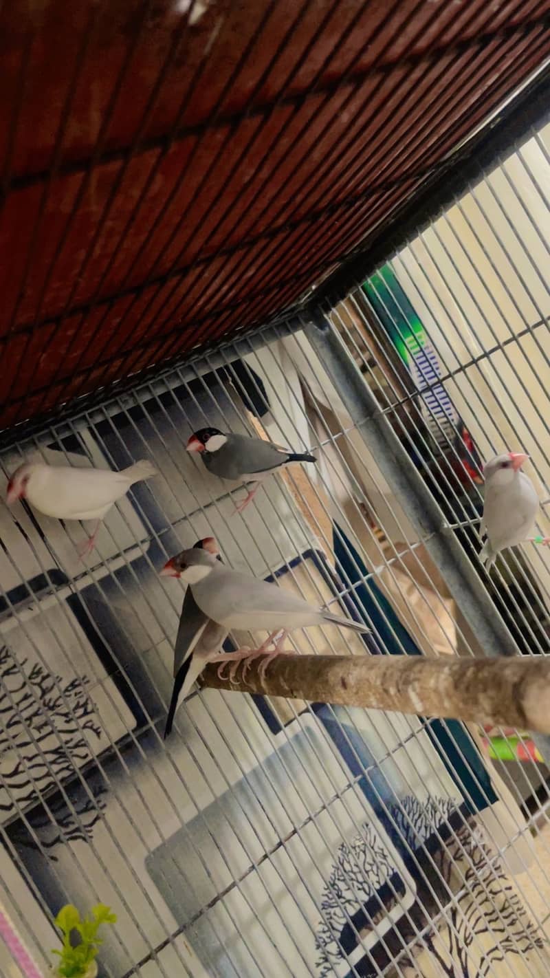 pet cage 7