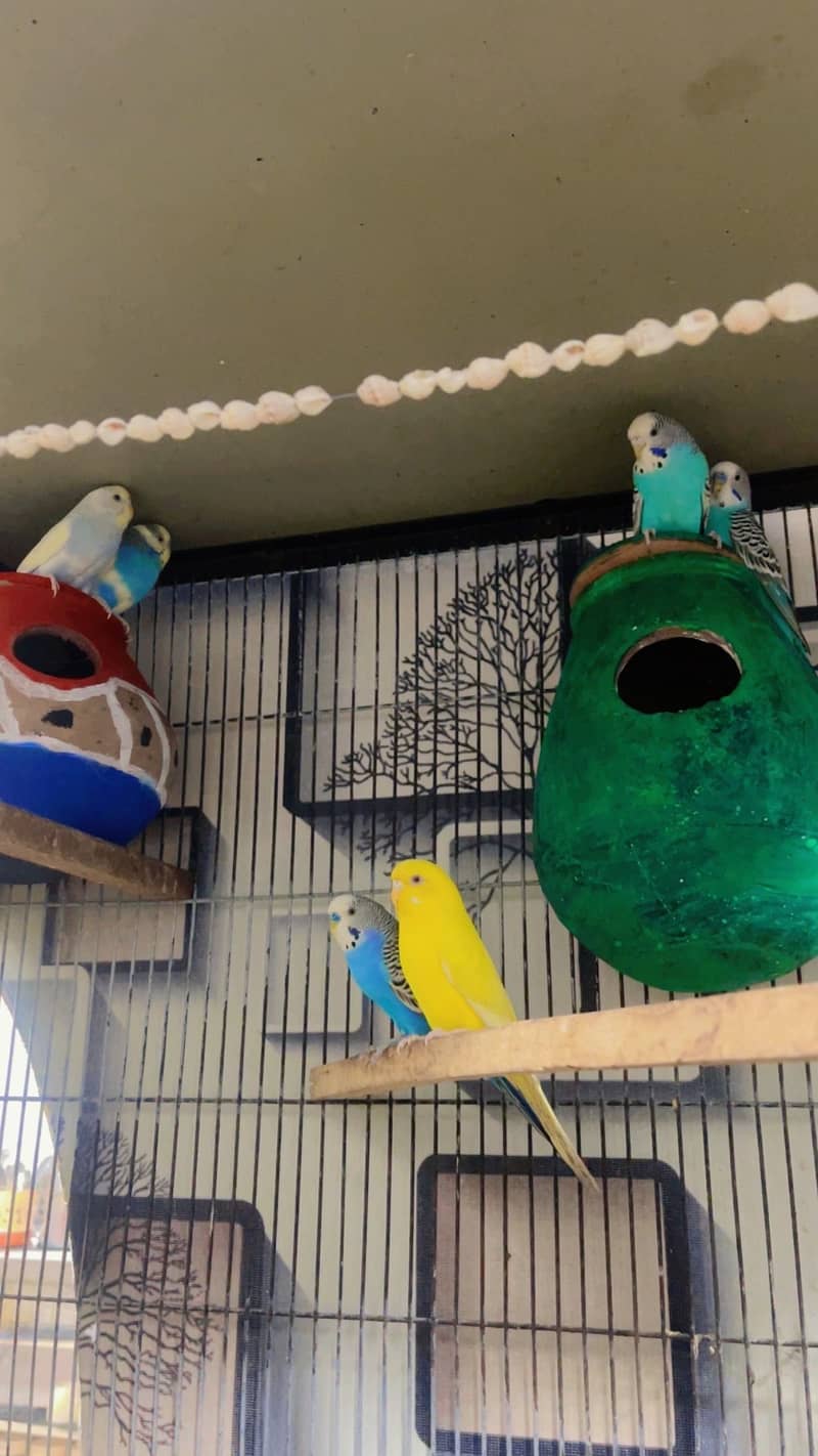 pet cage 8