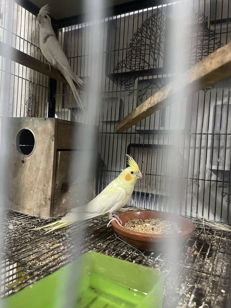 pet cage 9