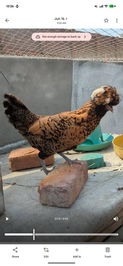 Golden laced polish femal and coco polish male