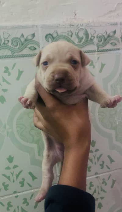 America Pitbull