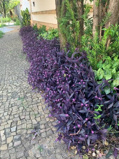 purple heart plant for sale