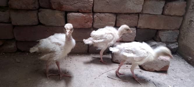 Waite Turkey's Chicks Tyrio Set 0304-4745459