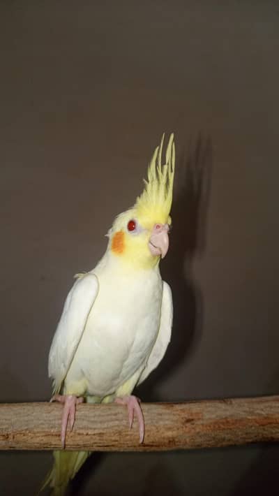 hand tame cockatiel