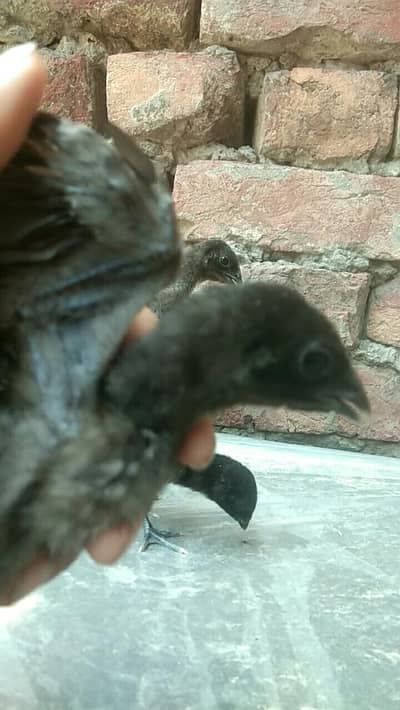 pure dragon blue and black dragon chicks available