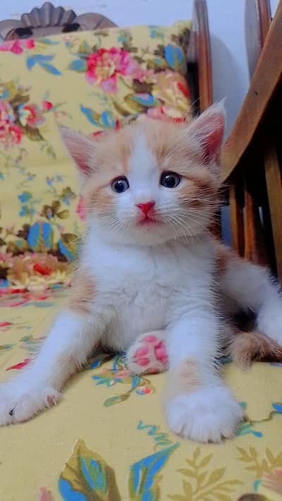 kittens available for adoption
