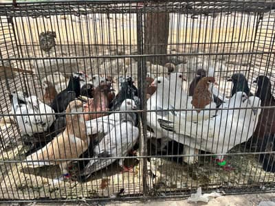 30 pigeon with pinjara