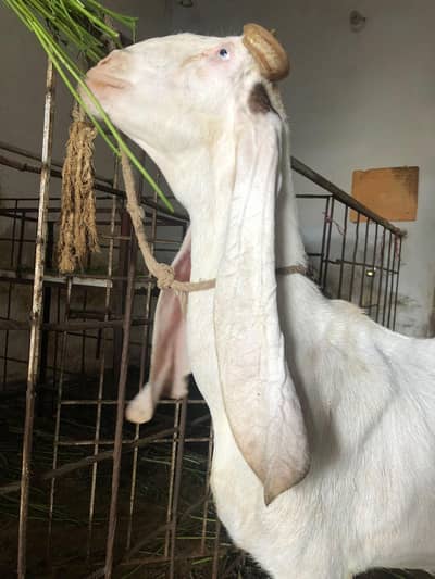 gulabi ablak  bakri 18 inch kaan