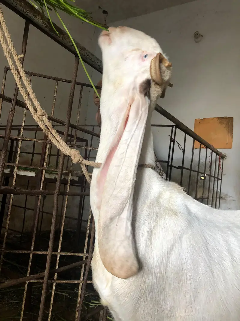 gulabi ablak  bakri 18 inch kaan — photo 2