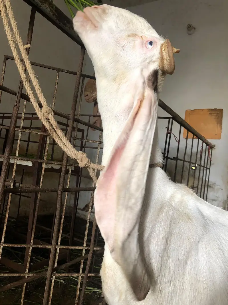 gulabi ablak  bakri 18 inch kaan — photo 3