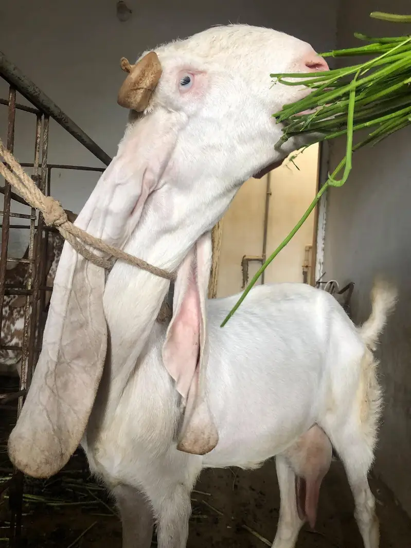 gulabi ablak  bakri 18 inch kaan — photo 4