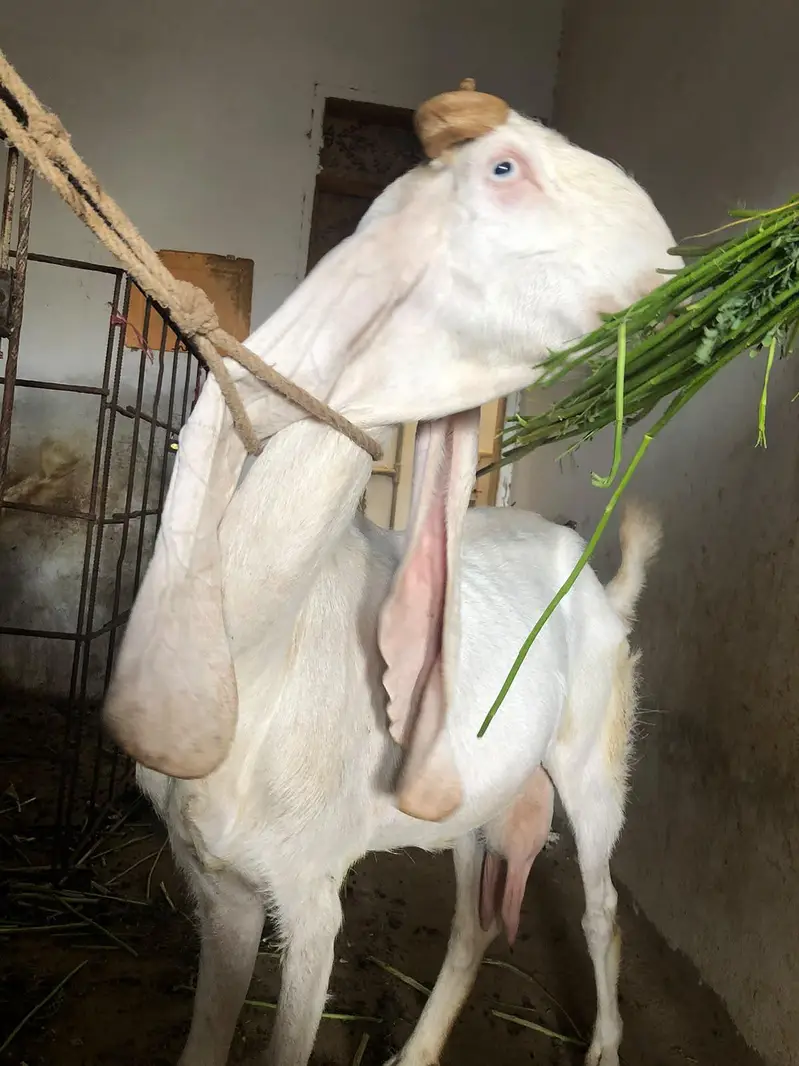 gulabi ablak  bakri 18 inch kaan — photo 5