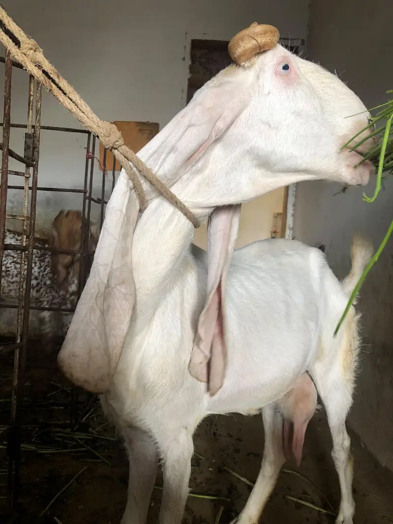 gulabi ablak  bakri 18 inch kaan — photo 6