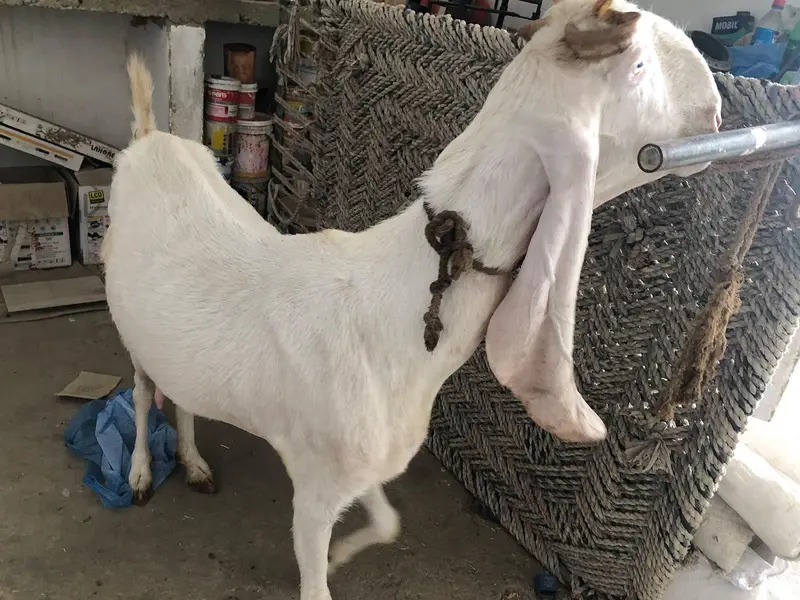 gulabi ablak  bakri 18 inch kaan — photo 7