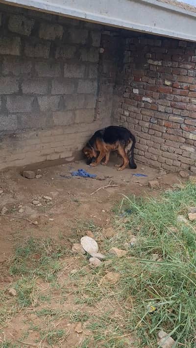 Germen shepherd for sale