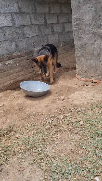 Germen shepherd for sale