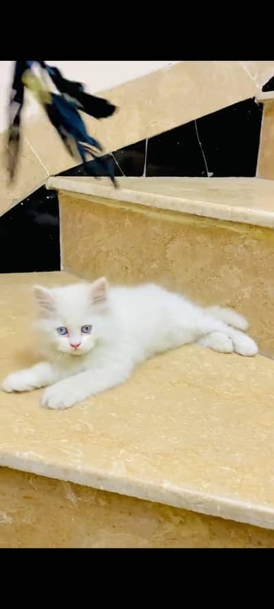 pure Persian cats vaccinated triple coated/WhatsApp 03254583038