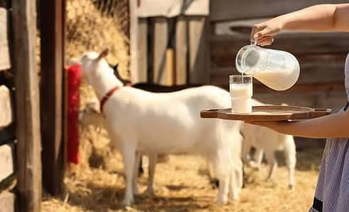 Milawat se tang? Try Gotas Milk!