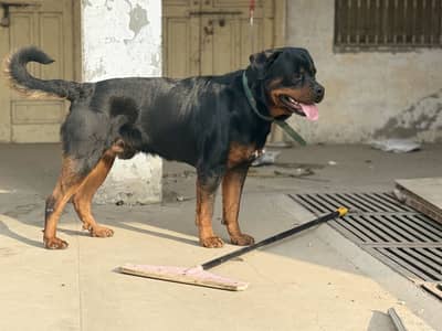 rottweiler male for new homee