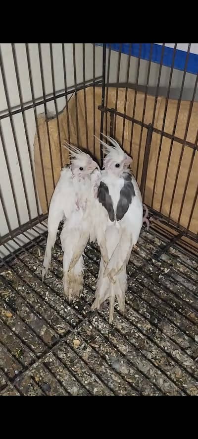 V pied & spotted two chick near to self available 3k each