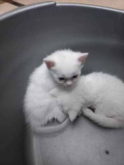 Persian single coat white cat