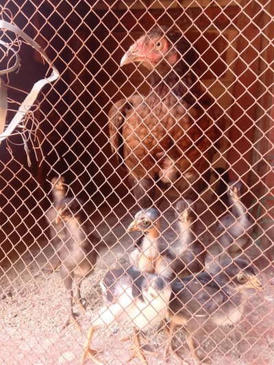 aseel murgi with 6 chicks