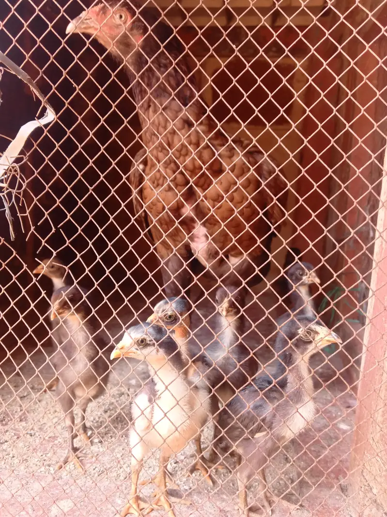 aseel murgi with 6 chicks — photo 2