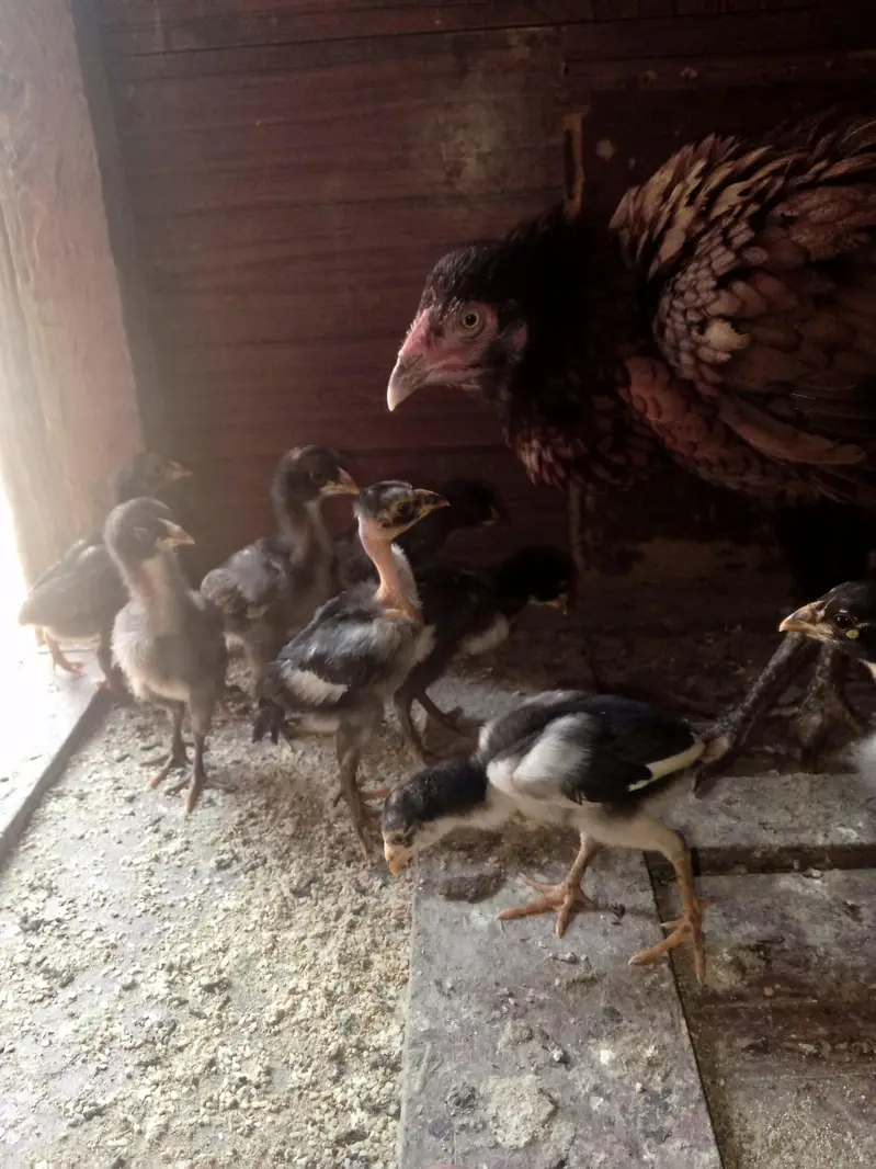 aseel murgi with 6 chicks — photo 3