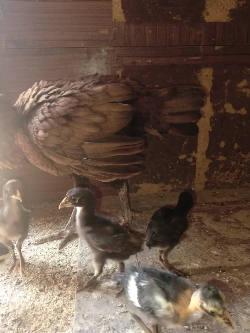 aseel murgi with 6 chicks — photo 4