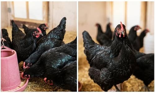 Lohmann Hens for Sale – High Egg Production