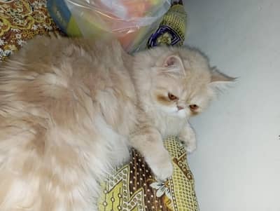 brown male cat available for sale urgent sale call me 03360703775