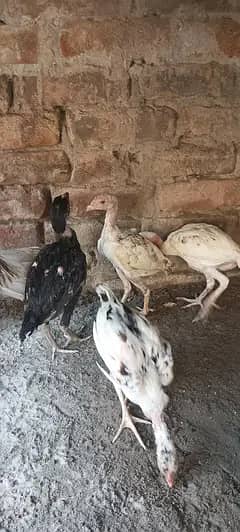 . chick's 1