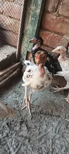 . chick's 2