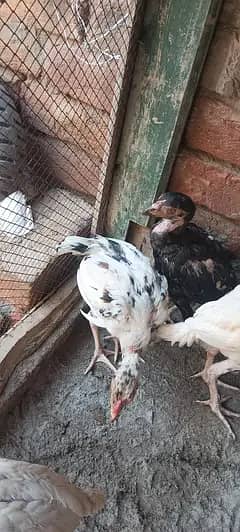 . chick's 3