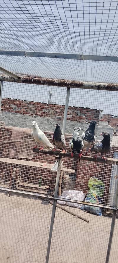 Different cast pigeons r avaible for sale