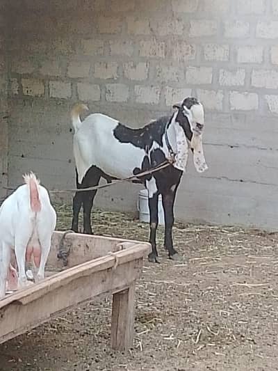 Betal Breeder Bakra